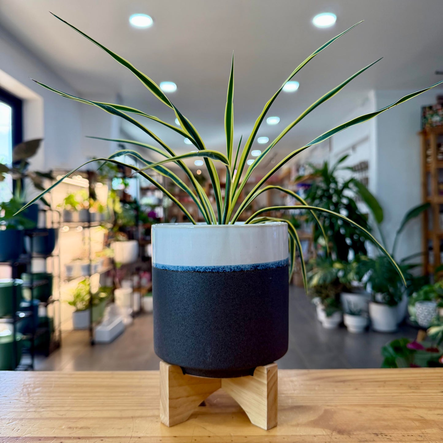Noah Pot with Stand