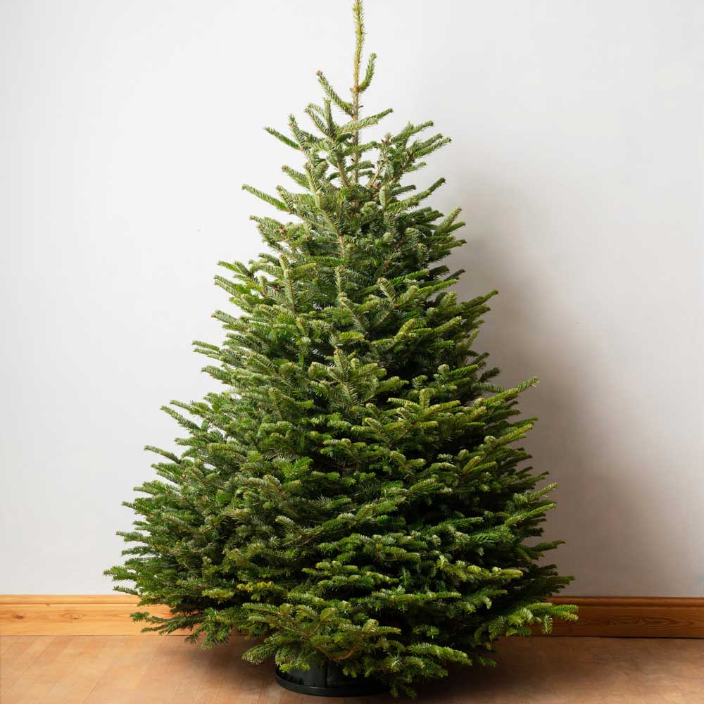 Nordmann Fir Tree