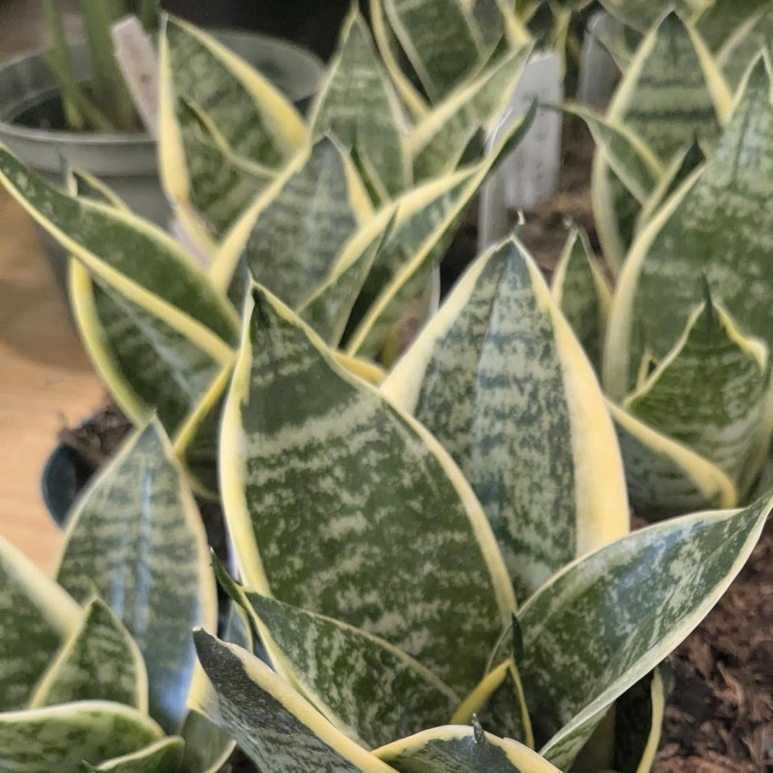 Sansevieria 'Dwarf Ocean Star'