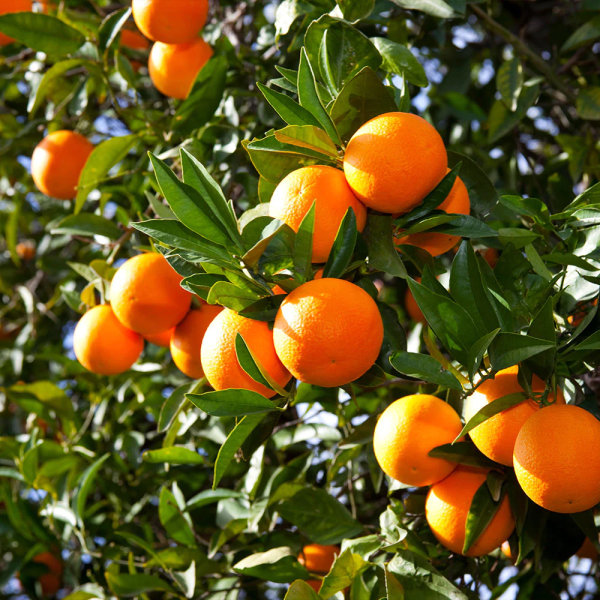 Olinda Valencia Orange Semi Dwarf