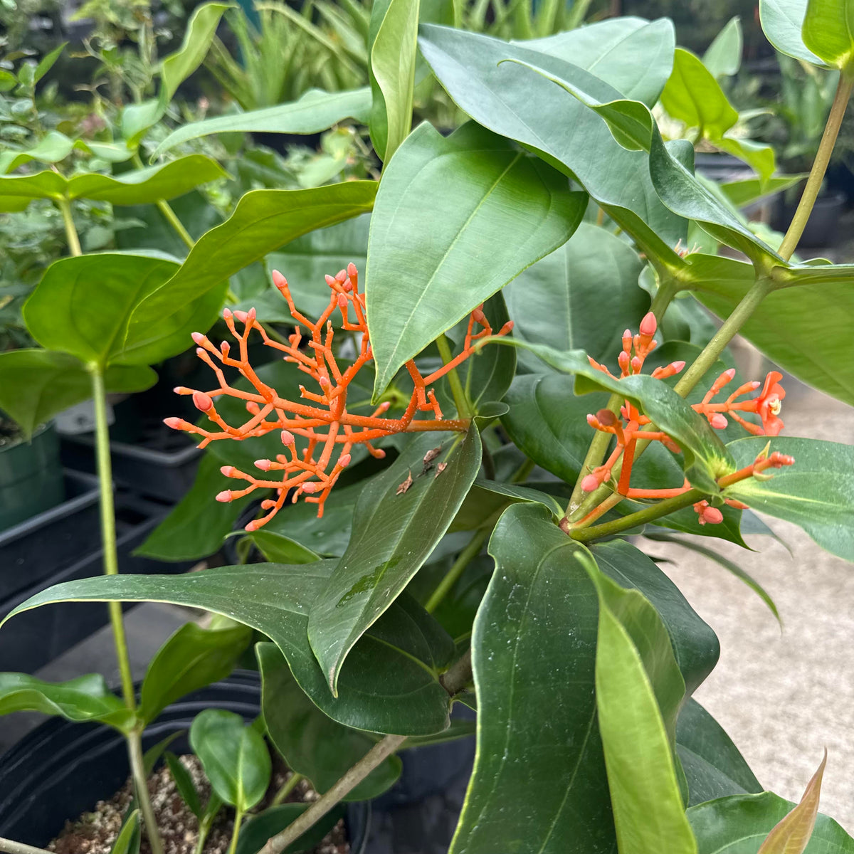 Medinilla scortechinii 'Orange Medinilla'
