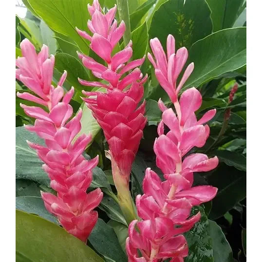 Red/Pink Ginger Bunch