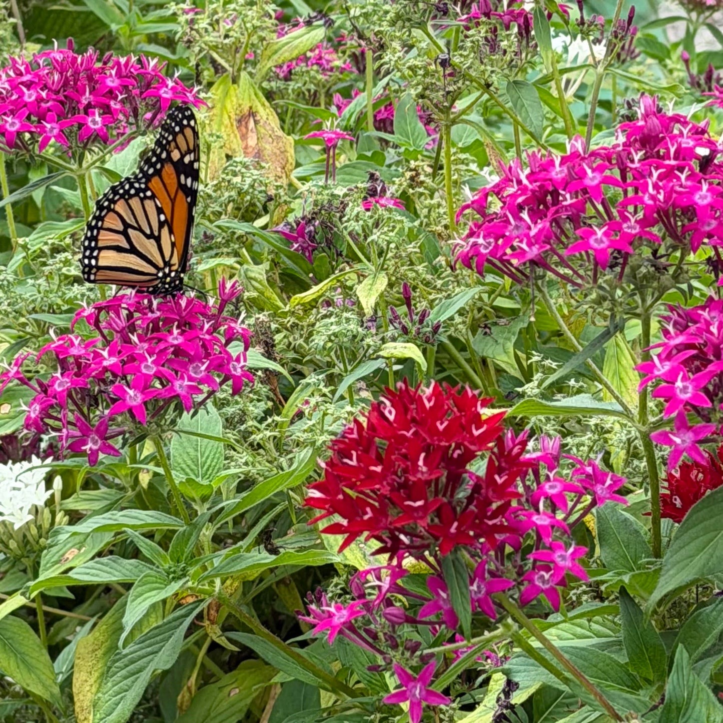Pentas