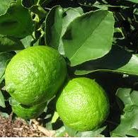 Persian Lime