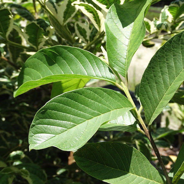 Phillipine Swirl Guava