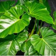 Philodendron giganteum Schott