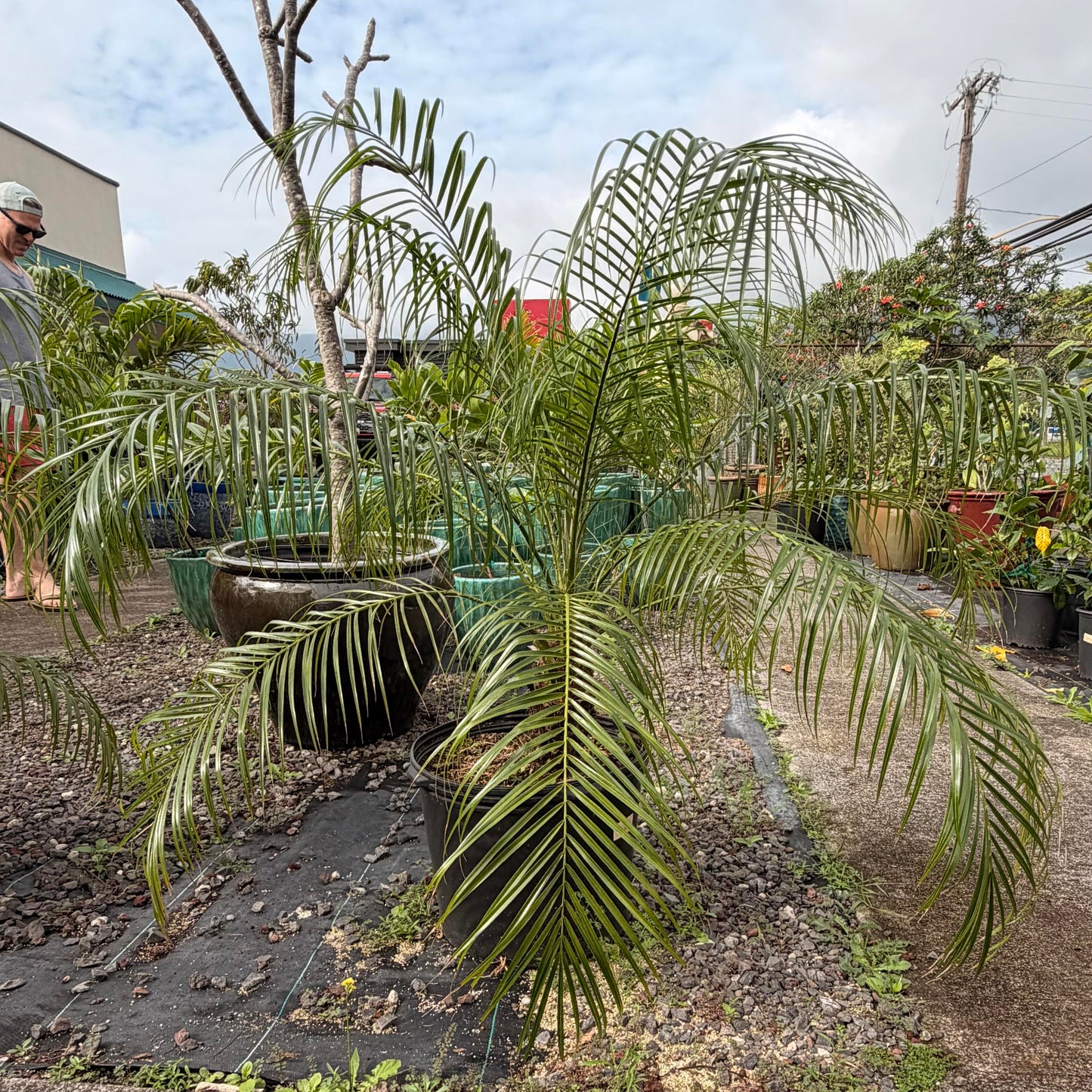 Phoenix Palm