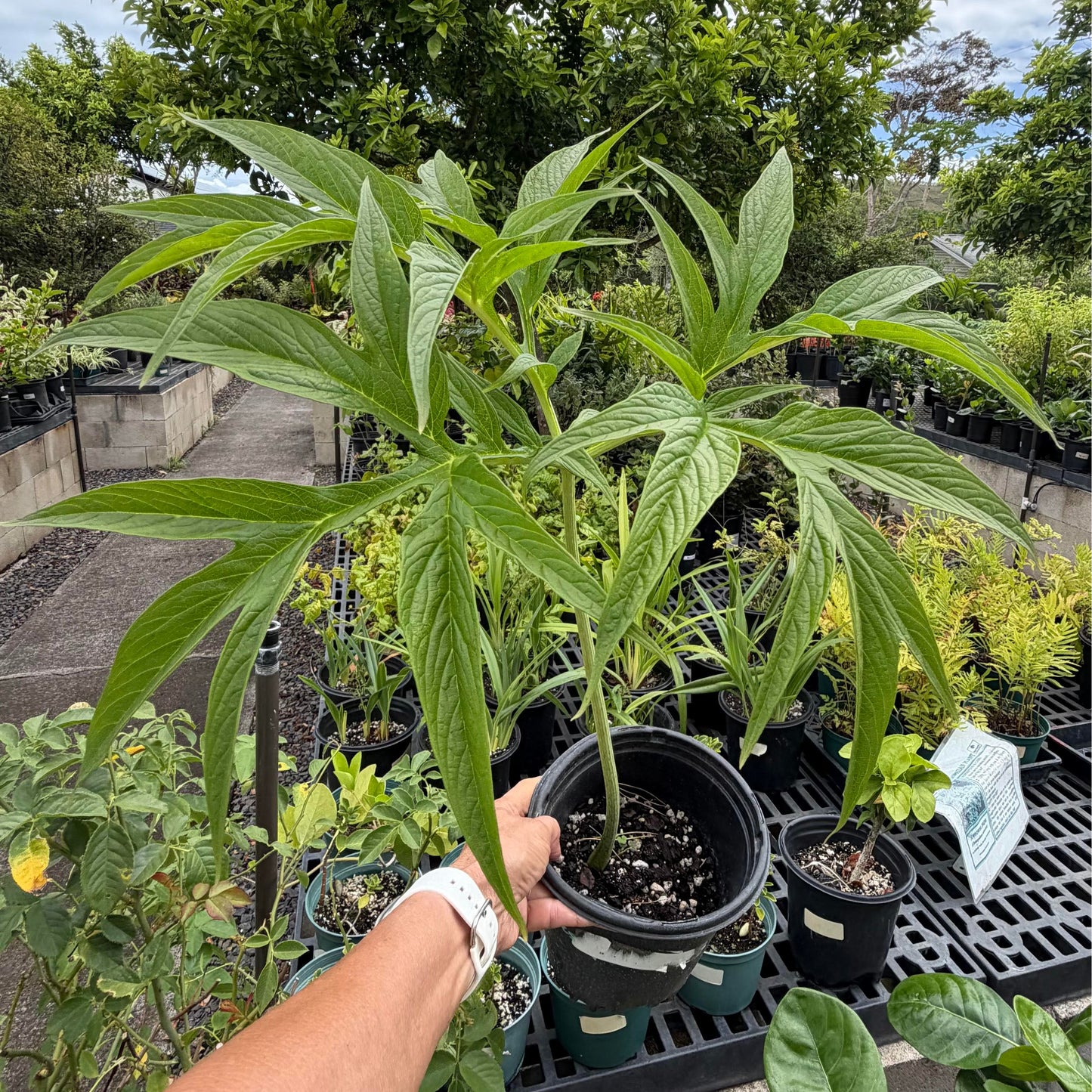 Tacca leontopetaloides 'Pia'