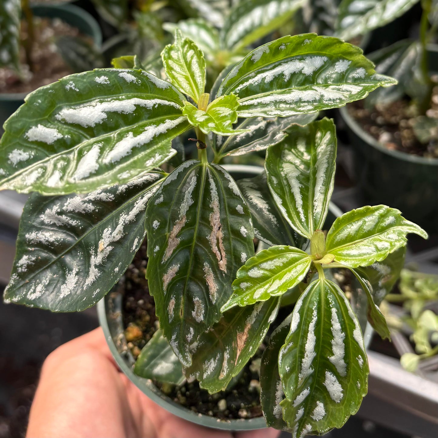 Pilea, Aluminum