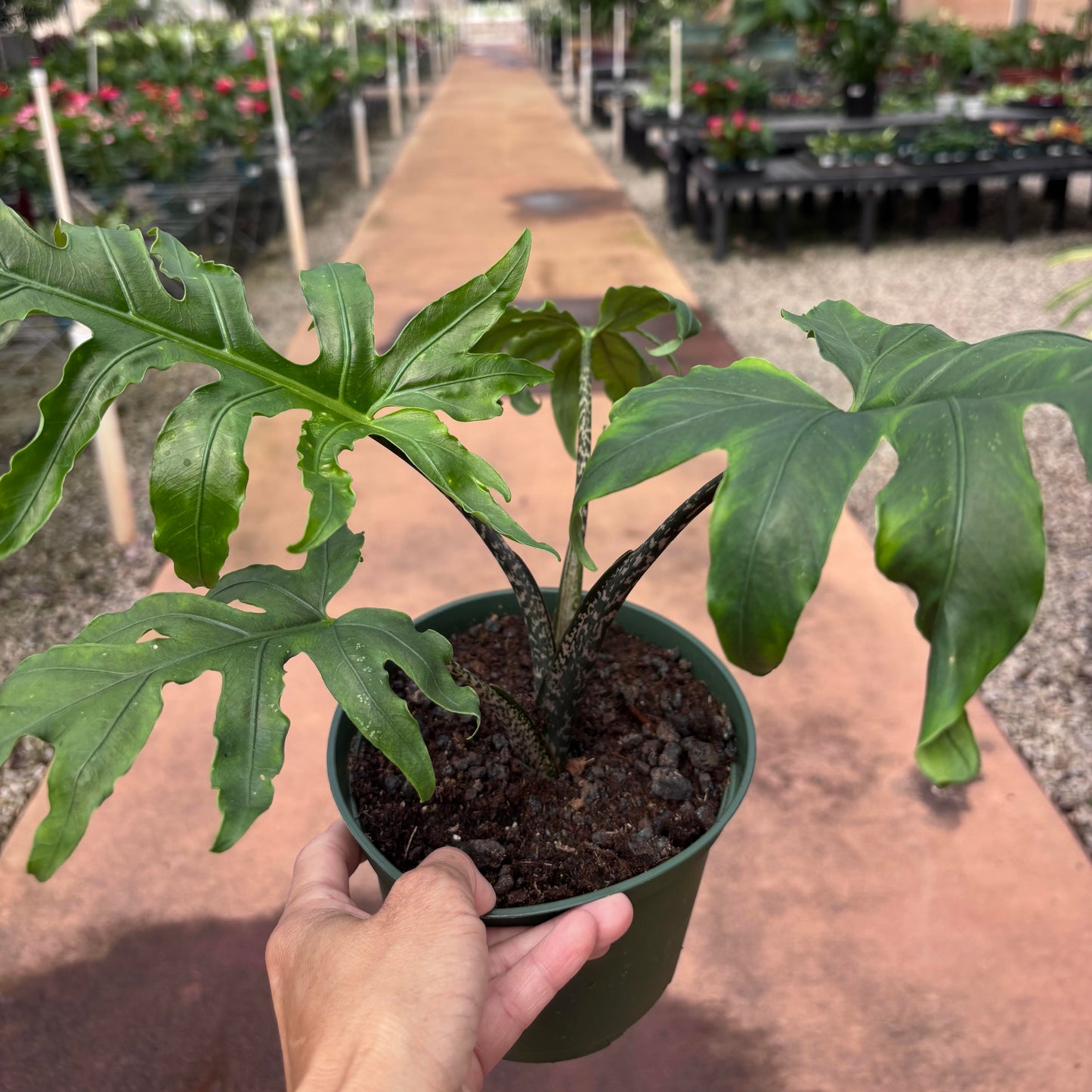 Alocasia brancifolia 'Pink Passion'