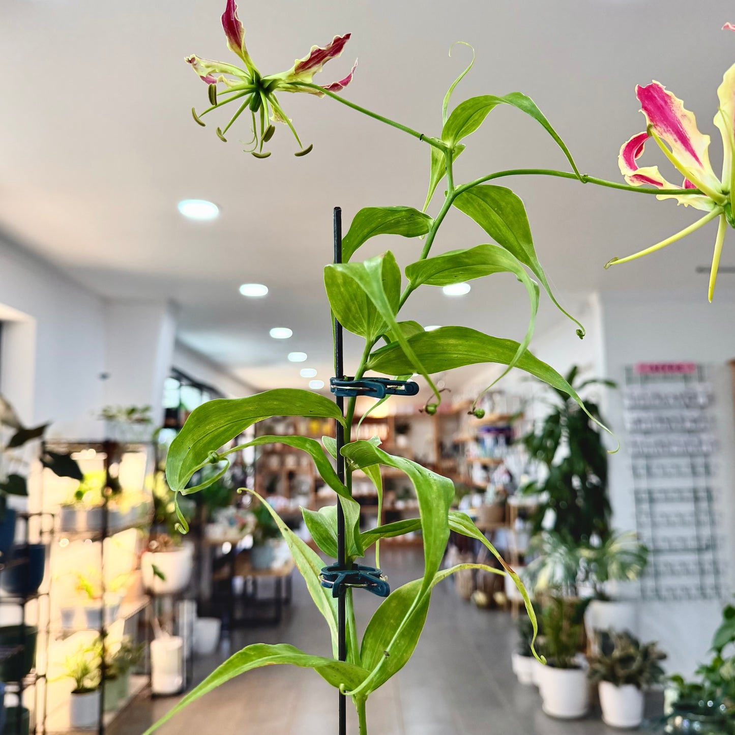 Plant Clips
