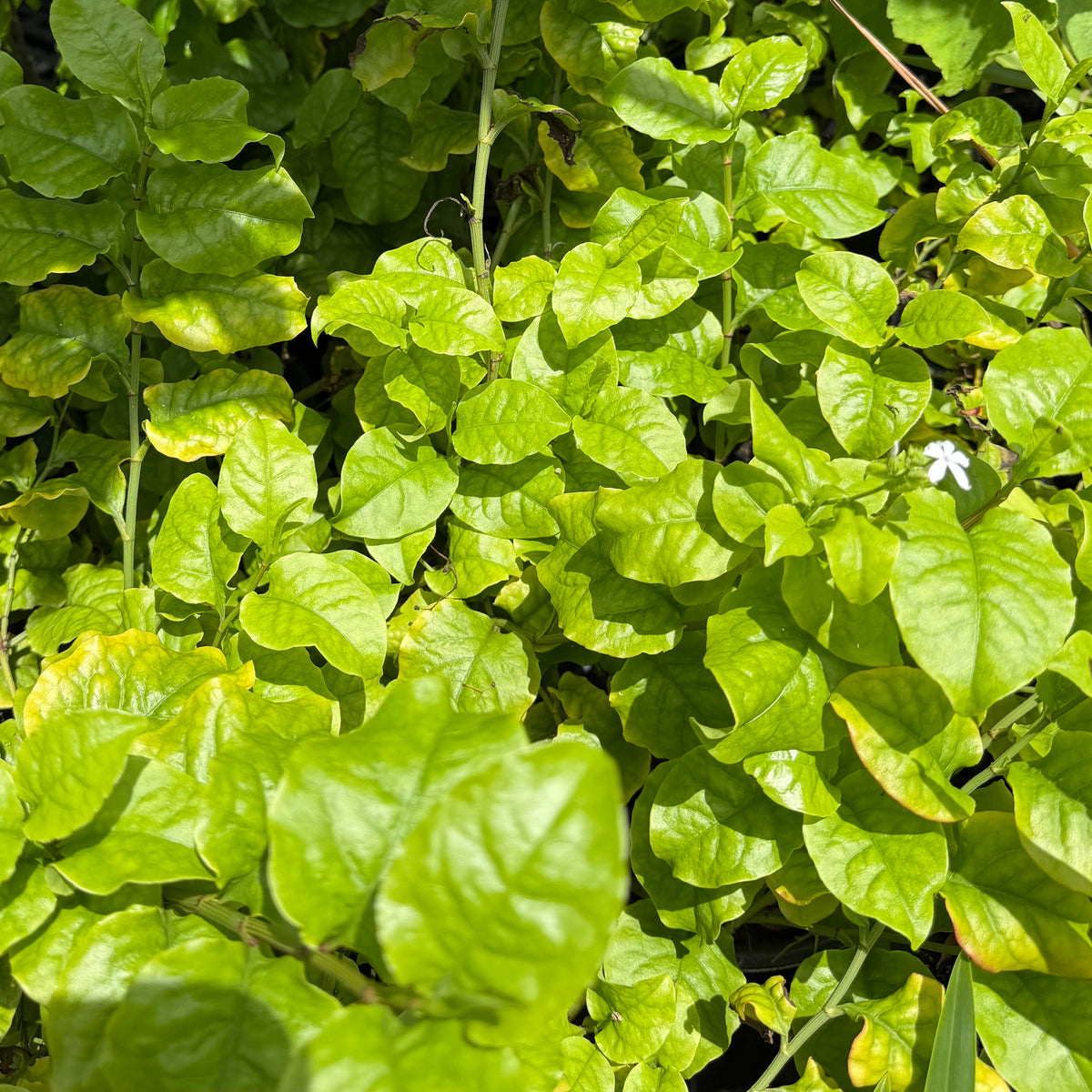 Plumbago zeylanica (Ilie'e)