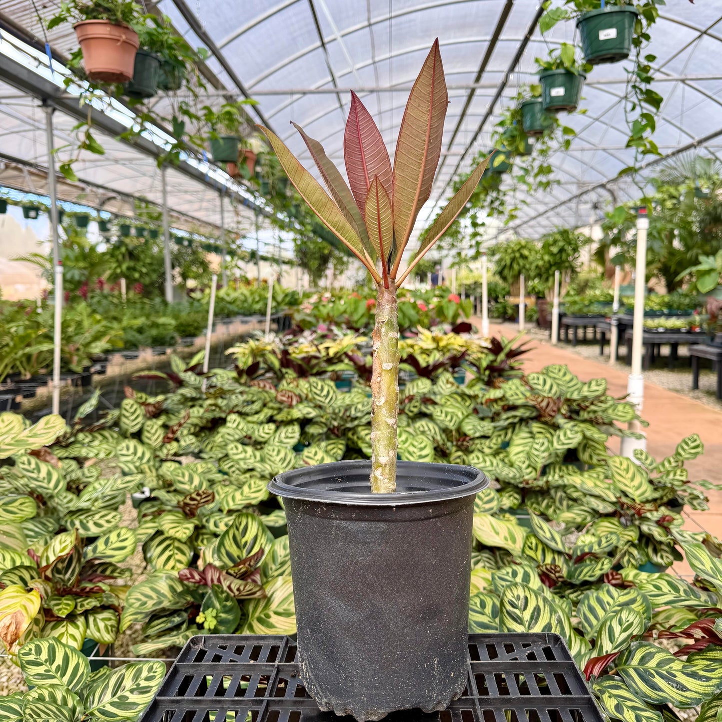 Plumeria Rubra 'Red Bordeaux'