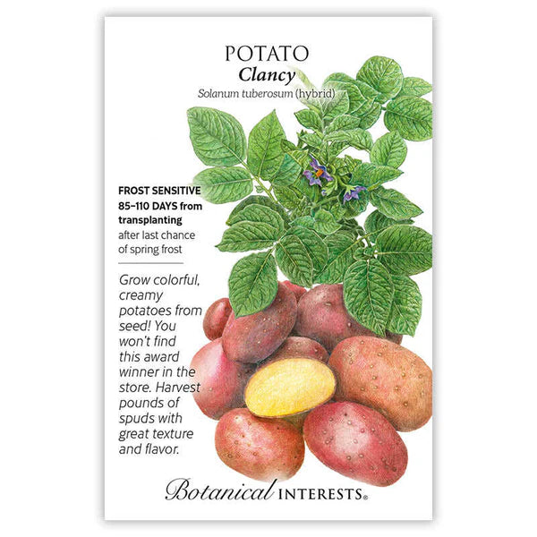 Potato, "Clancy Hybrid"