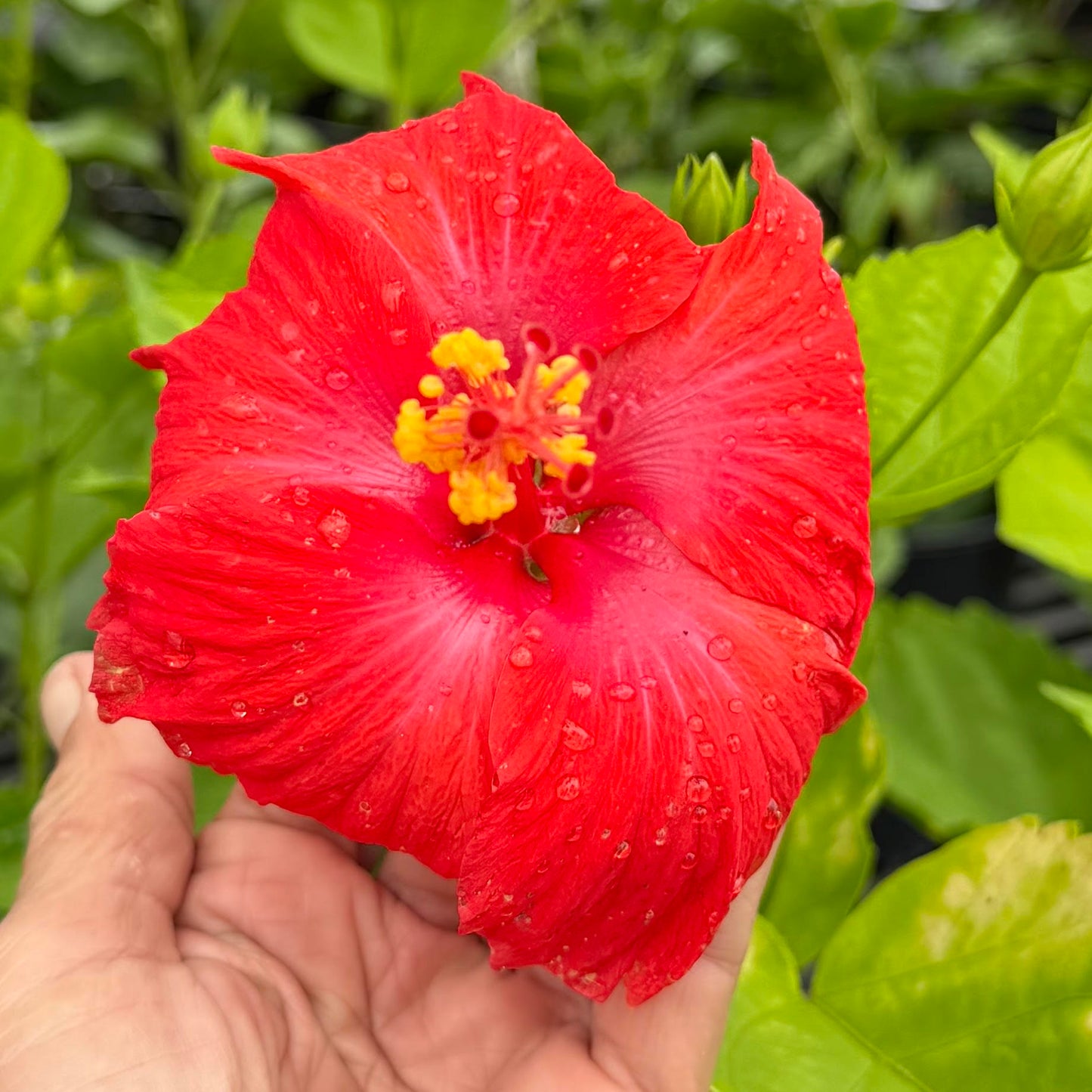 Hibiscus 'President Red'
