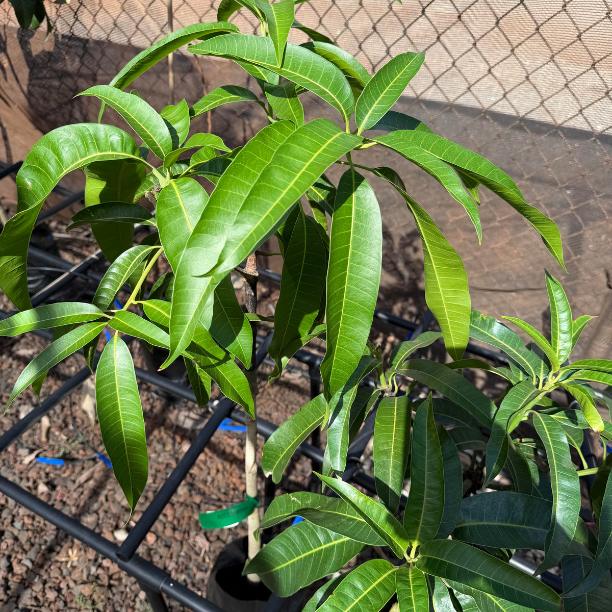 R2E2 Mango