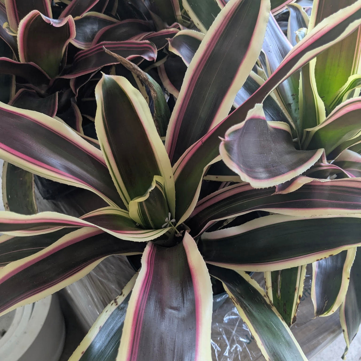 Neoregelia 'Raphael'