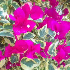 Bougainvillea 'Raspberry Ice'