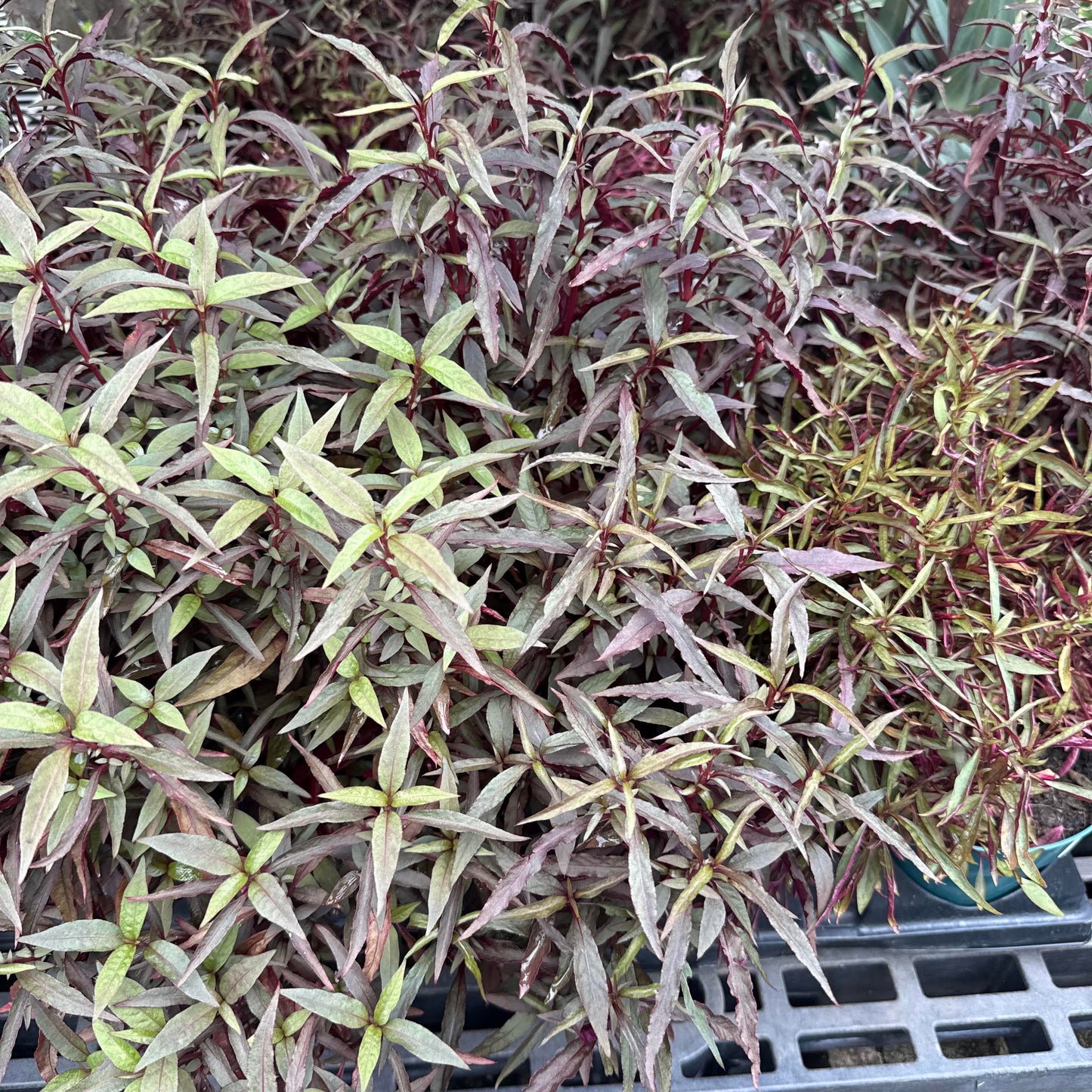 Alternanthera ficoidea 'Red Threads'