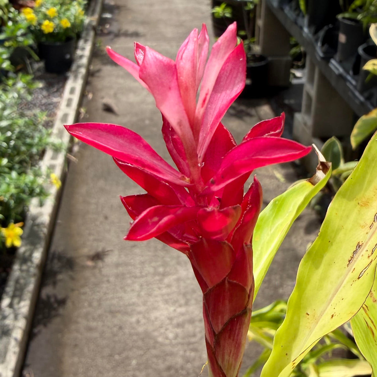 Alpinia purpurata 'Ginger'