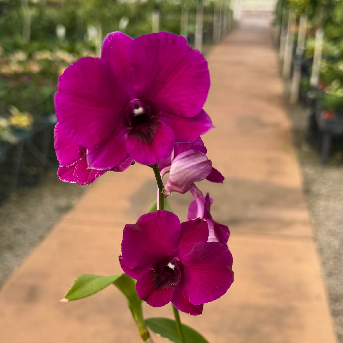 Orchid, Dendrobium