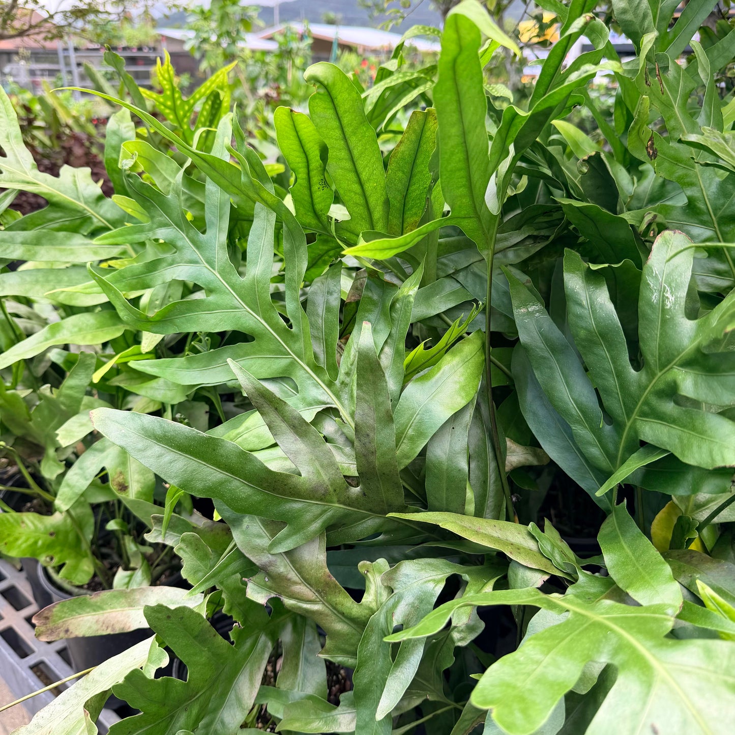 Microsorum scolopendrium (Laua'e)