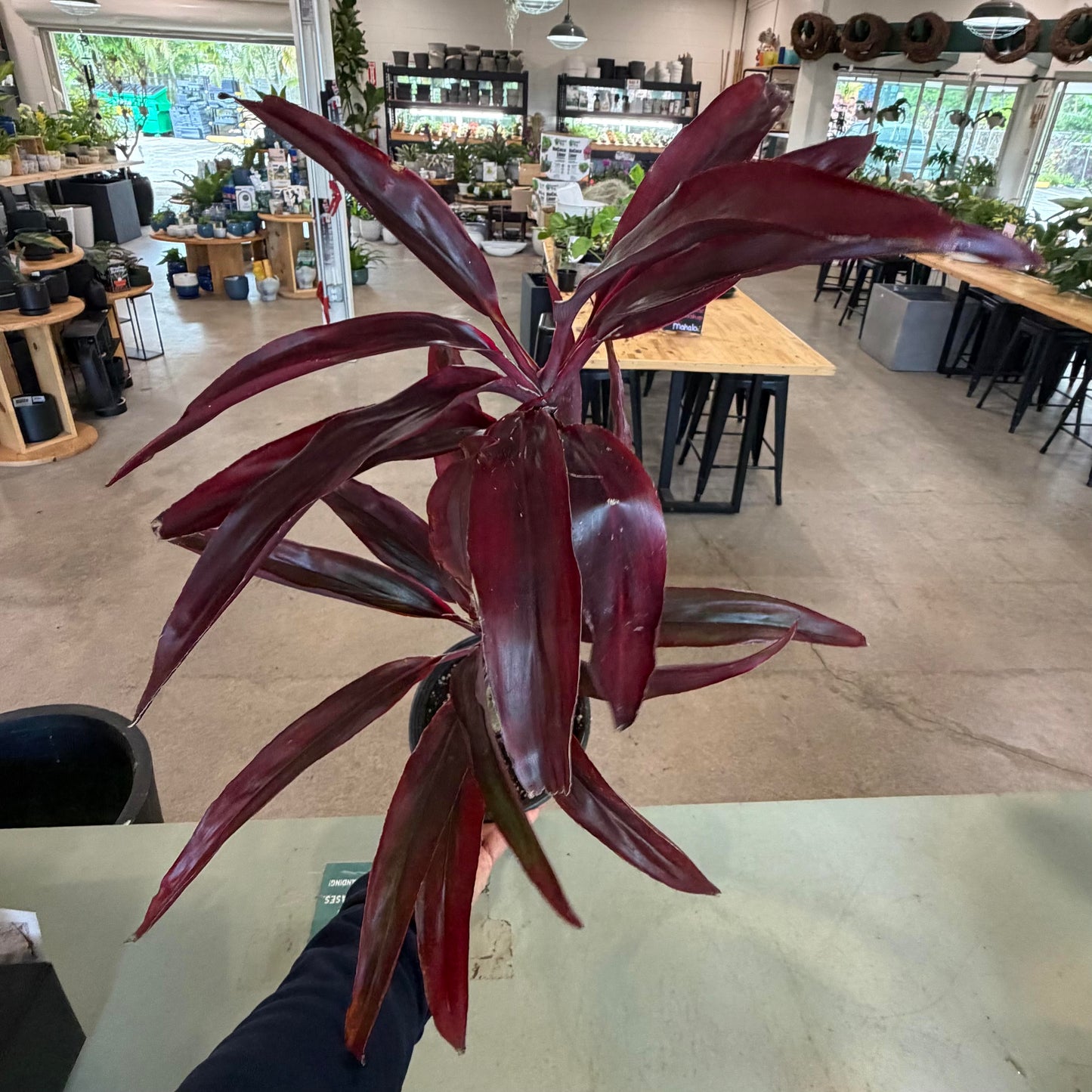 Cordyline australis 'Robin Red Breast' (Ti Leaf)