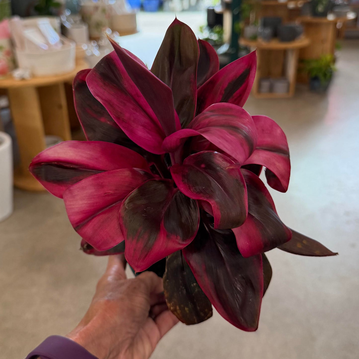Cordyline fruticosa 'Roly' (Ti Leaf)
