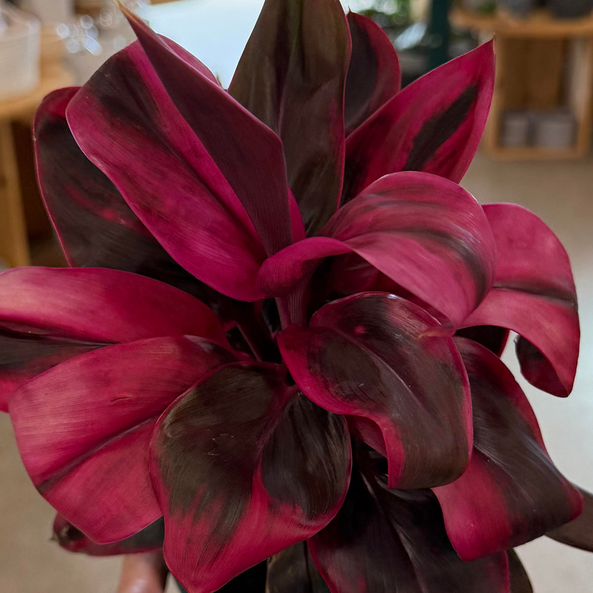 Cordyline fruticosa 'Roly' (Ti Leaf)