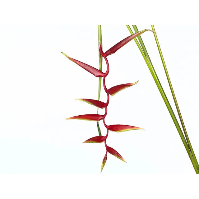 Hanging Scarlett Red Heliconia Bunch