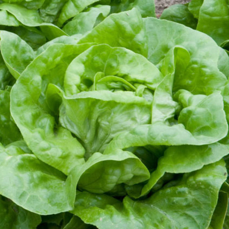 Lettuce, Manoa Pelletized, Seeds