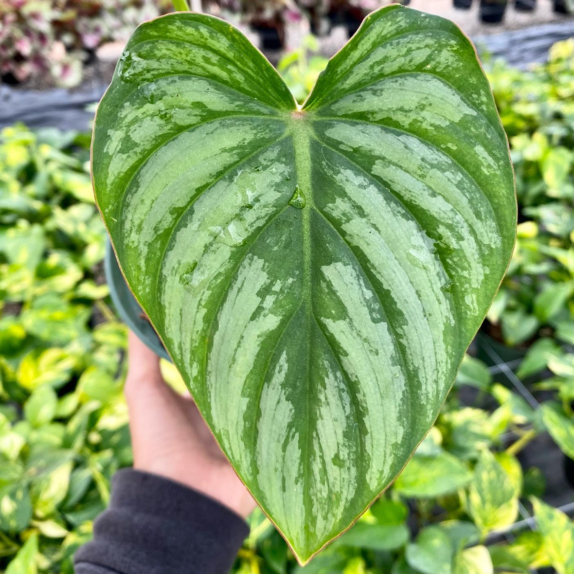 Philodendron sodiroi