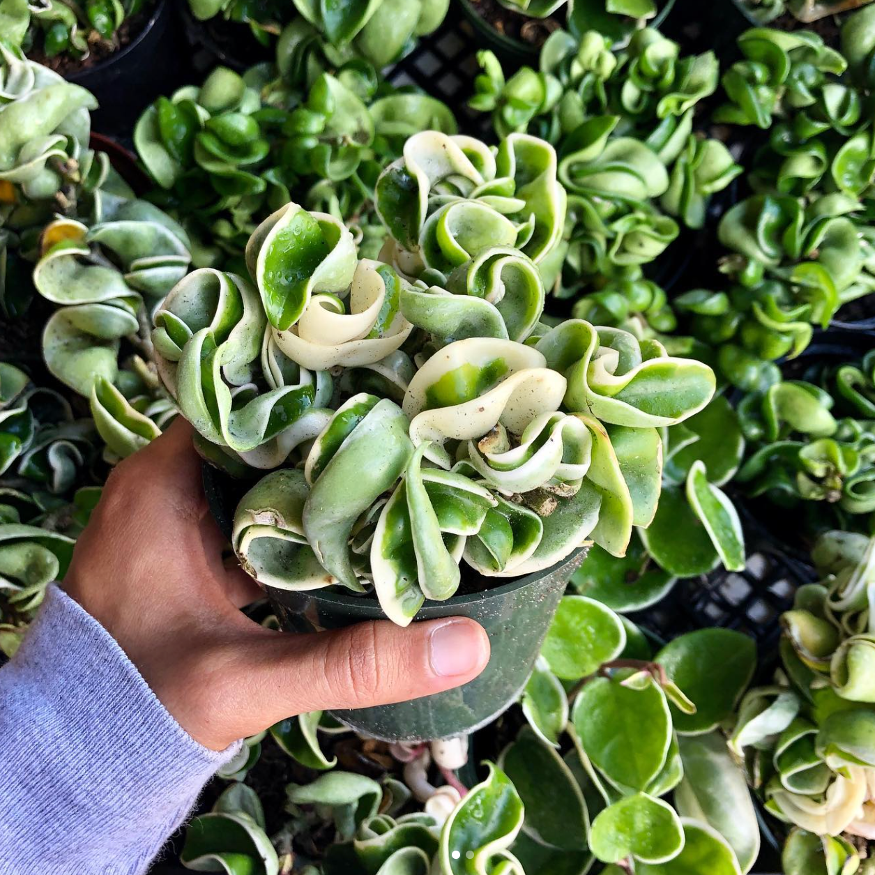 Hoya, Variegated Hindu Rope