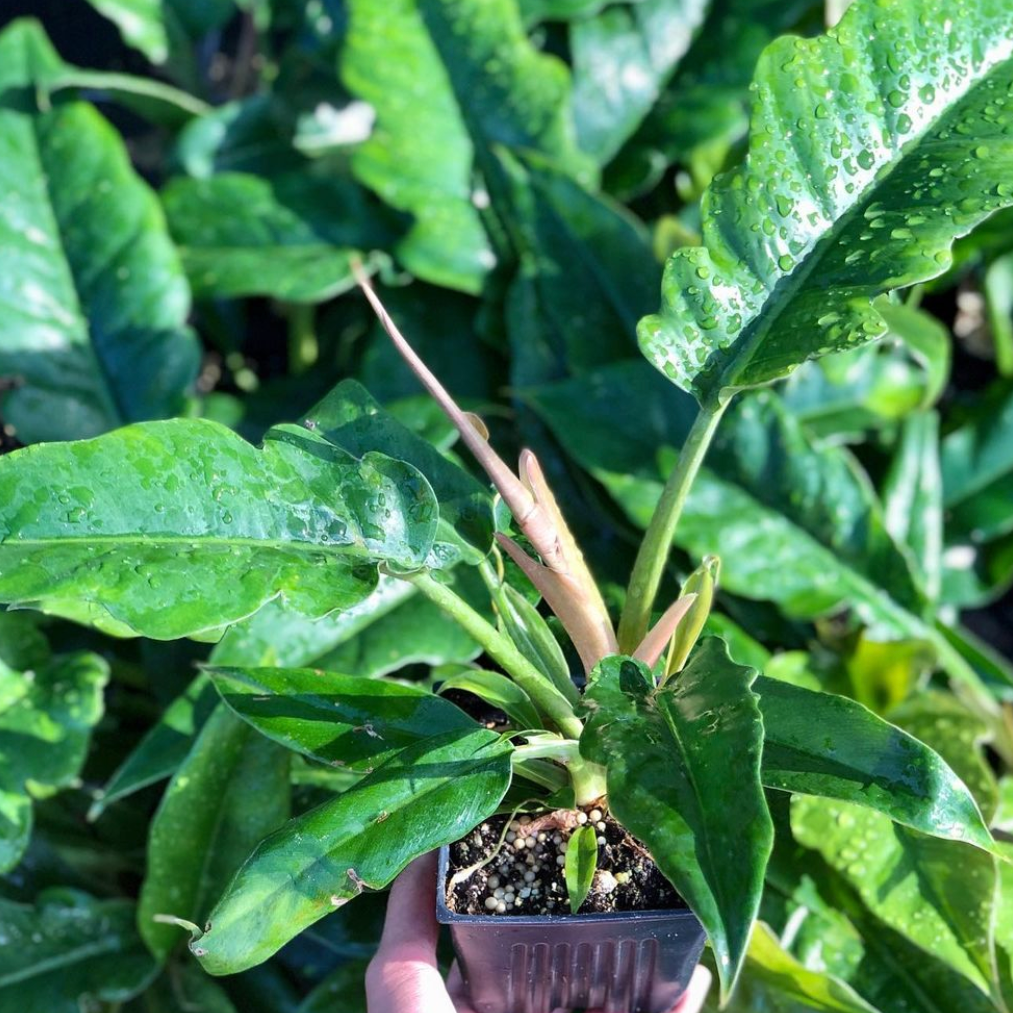 Philodendron Narrow