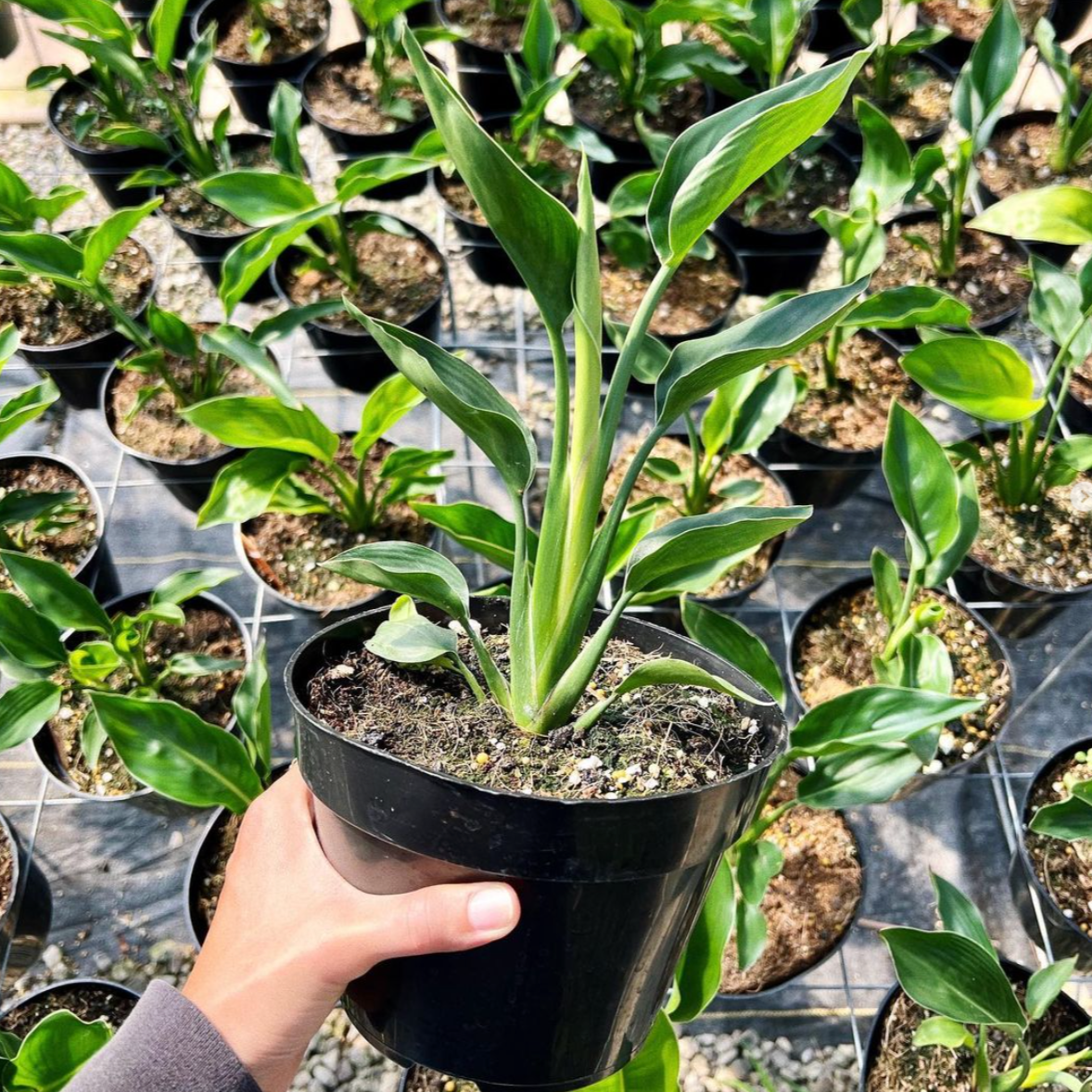 Strelitzia reginae, "Bird of Paradise"