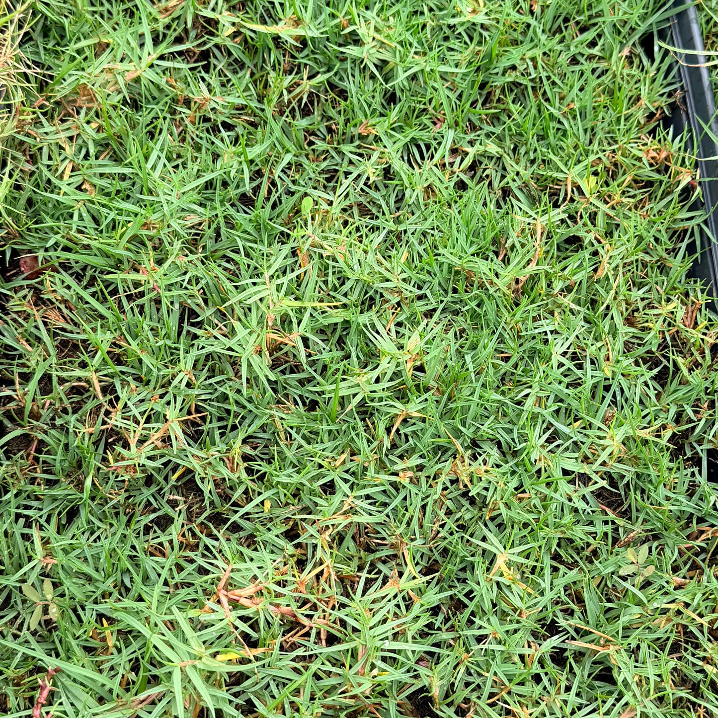 Seashore Grass