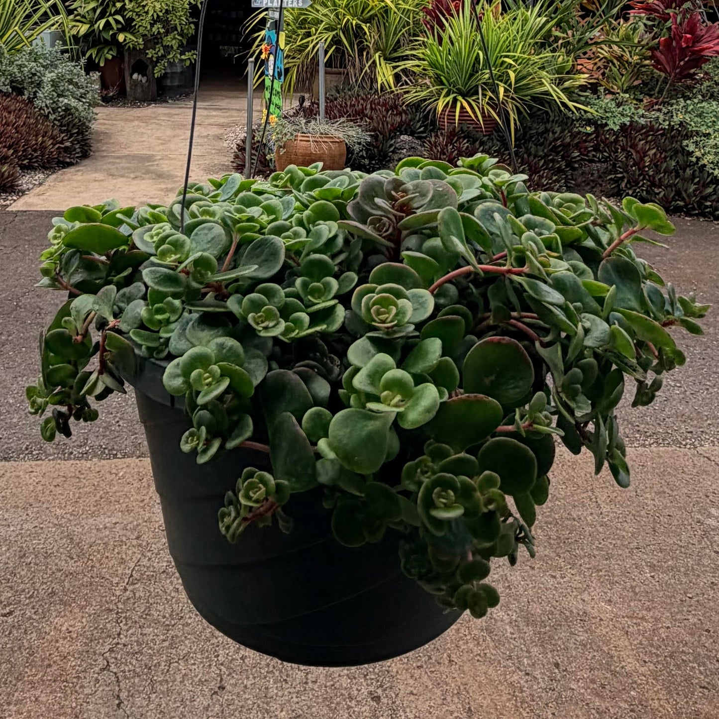 Sedum makinoi 'Ogon'