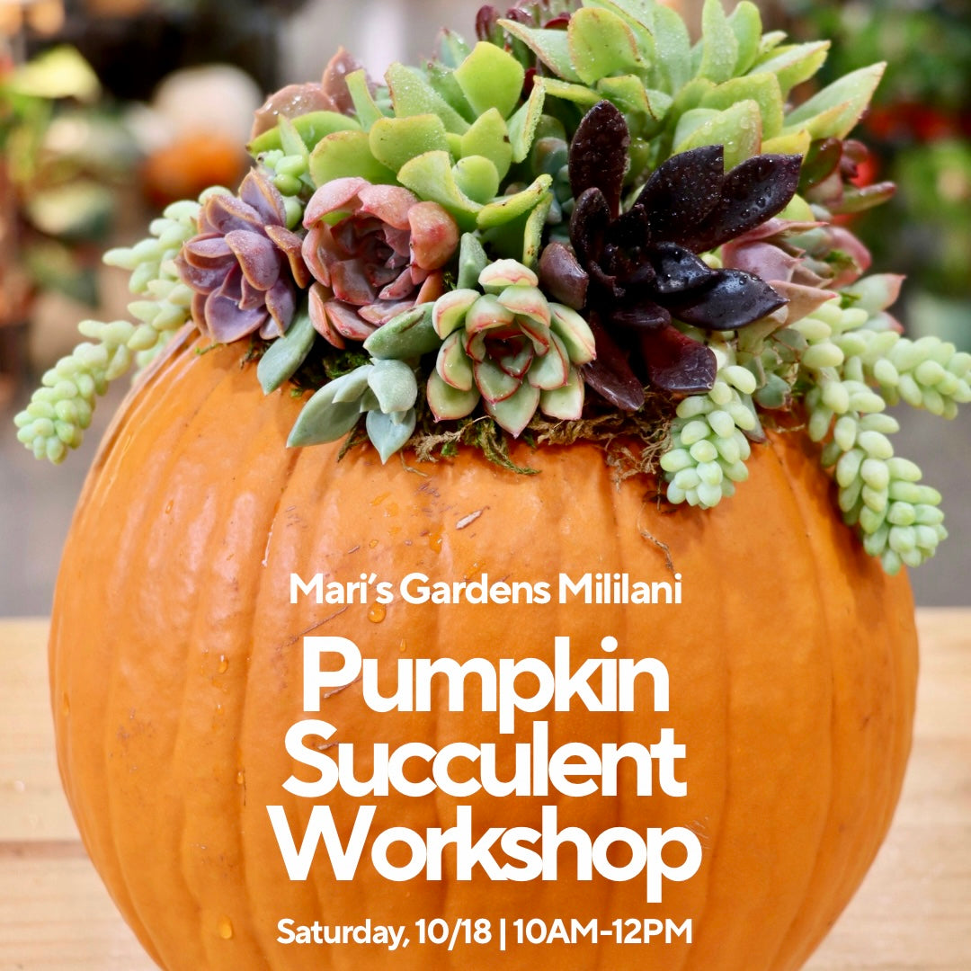 10/18 Pumpkin Succulent Workshop (Mililani)