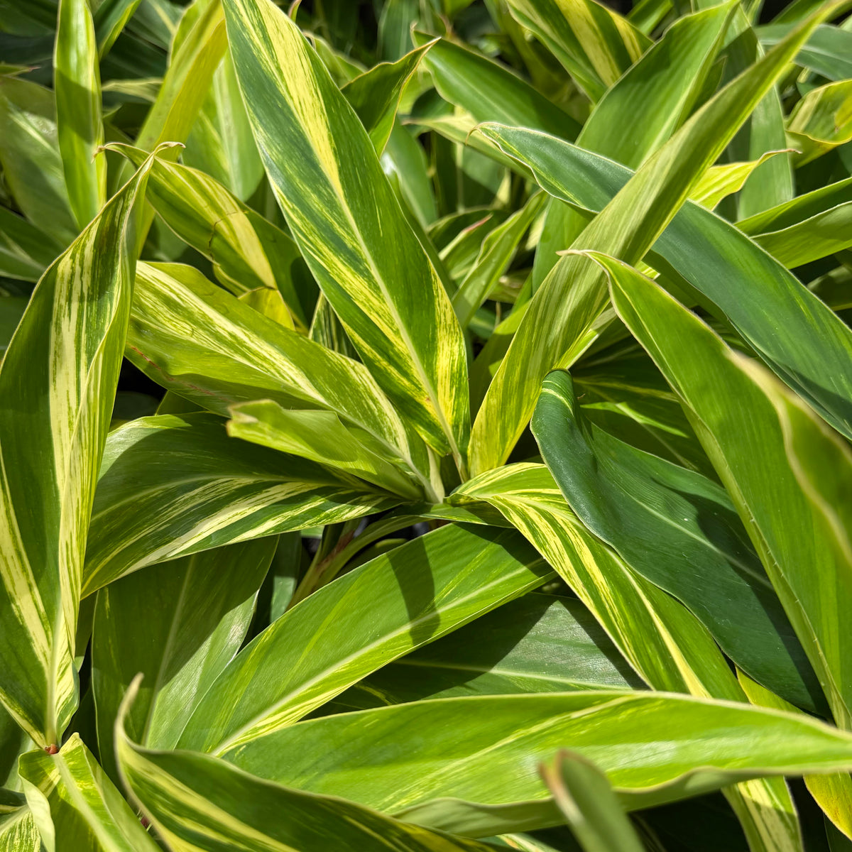 Alpinia zerumbet 'Shell Ginger'