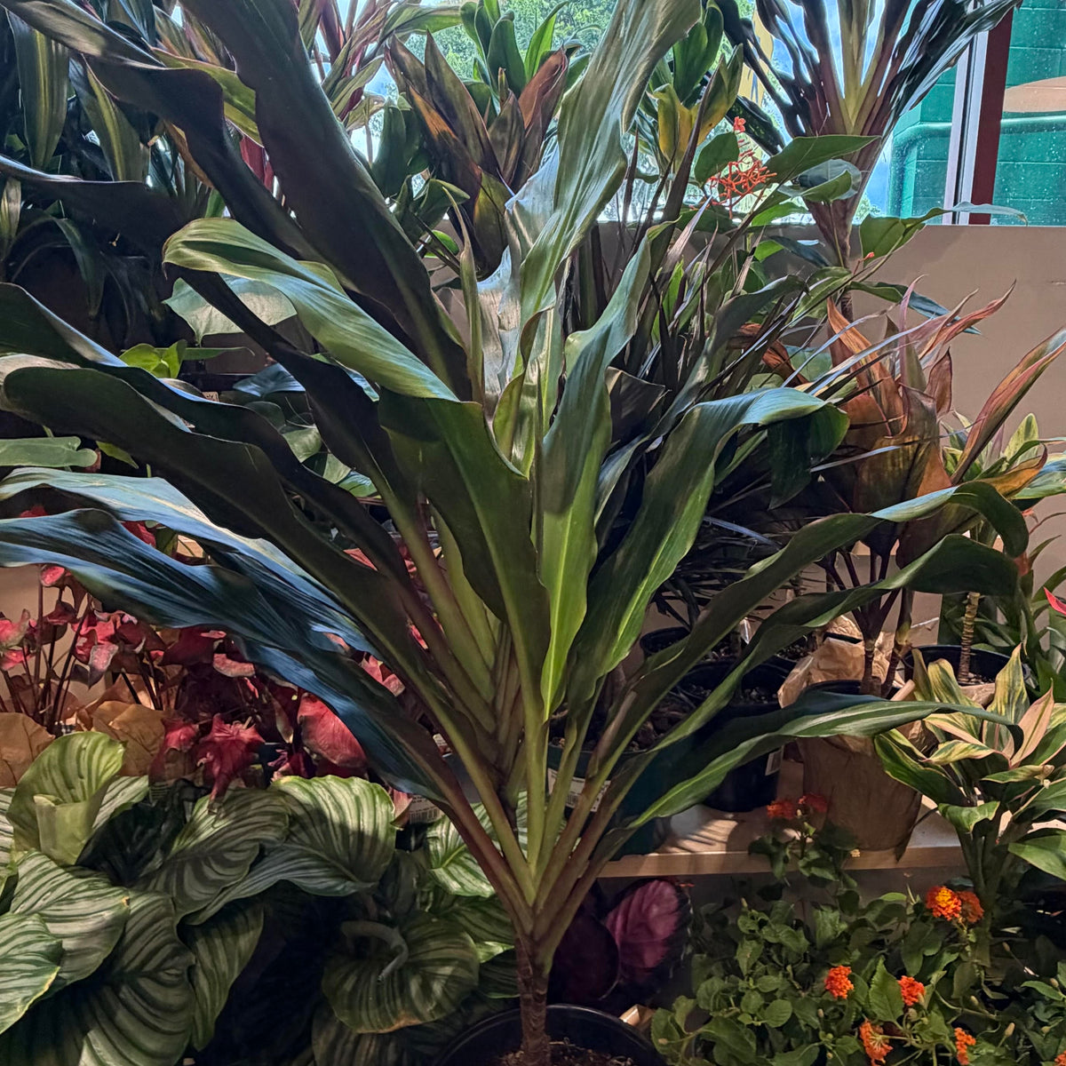 Cordyline ʻShowgirlʻ