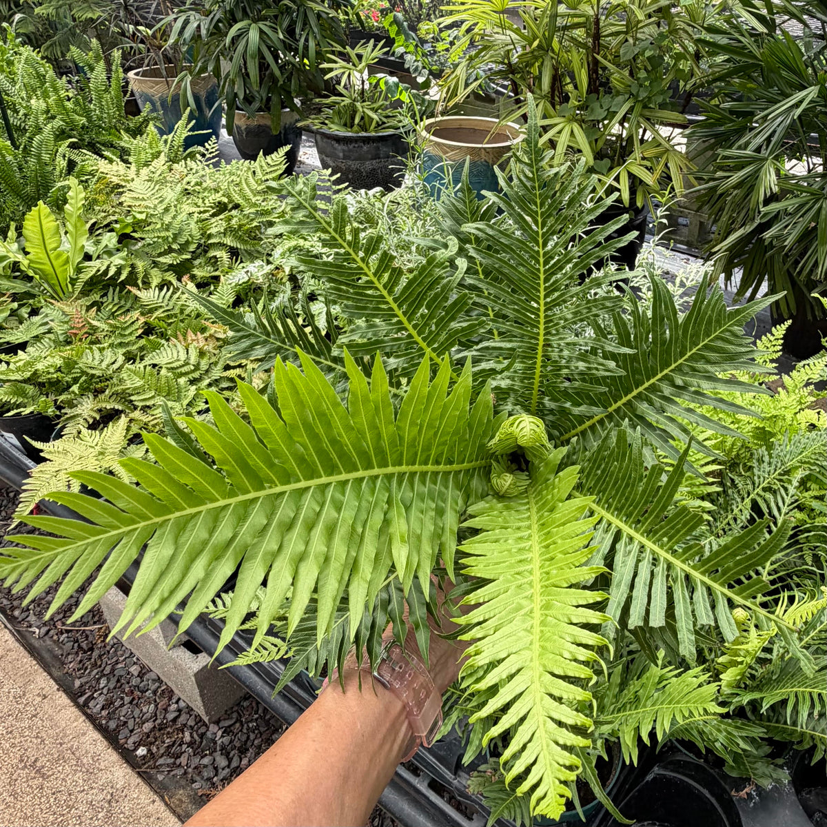Blechnum gibbum 'Silver Lady Fern'