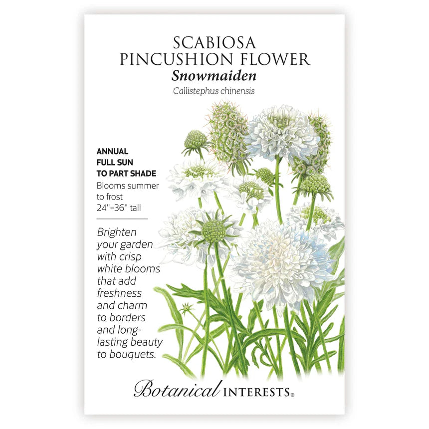 Snowmaiden Scabiosa