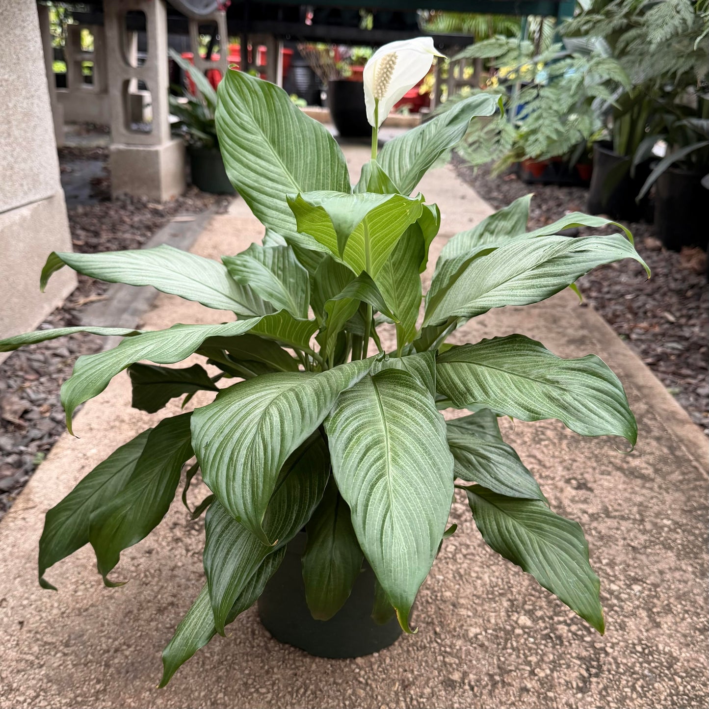 Spathiphyllum 'Platinum'