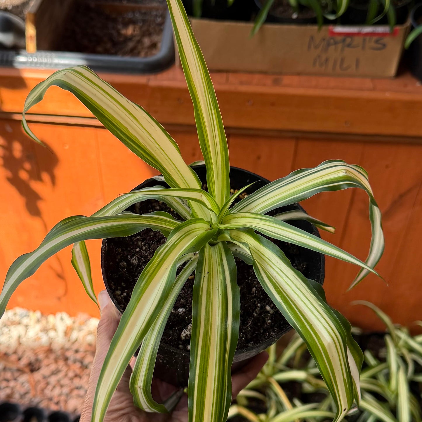 Chlorophytum comosum ʻSpider plantʻ