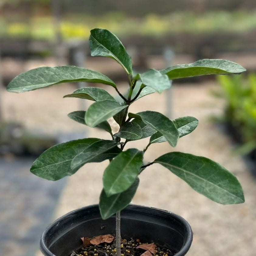 Stephanotis