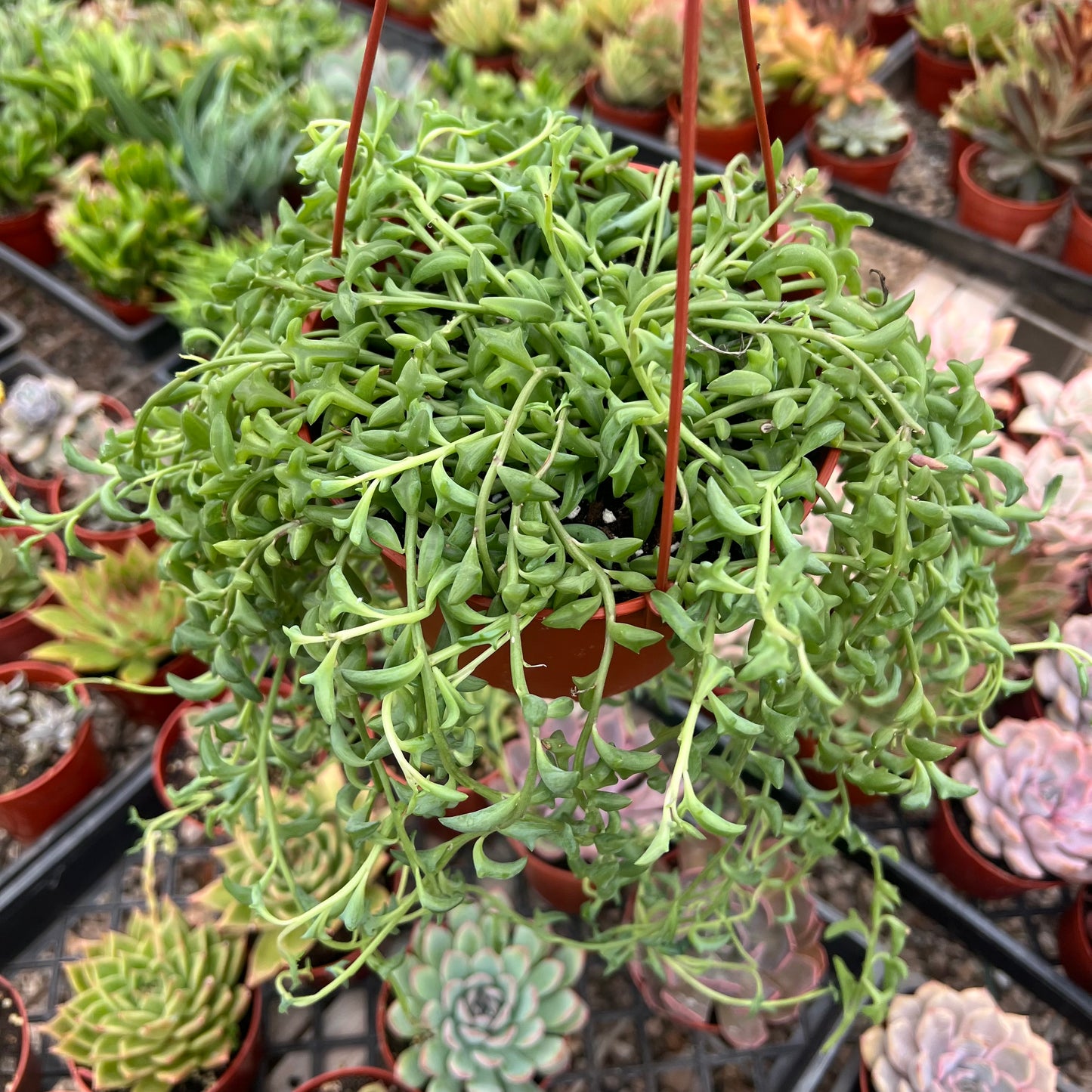 Senecio peregrinus, "String of Dolphins"