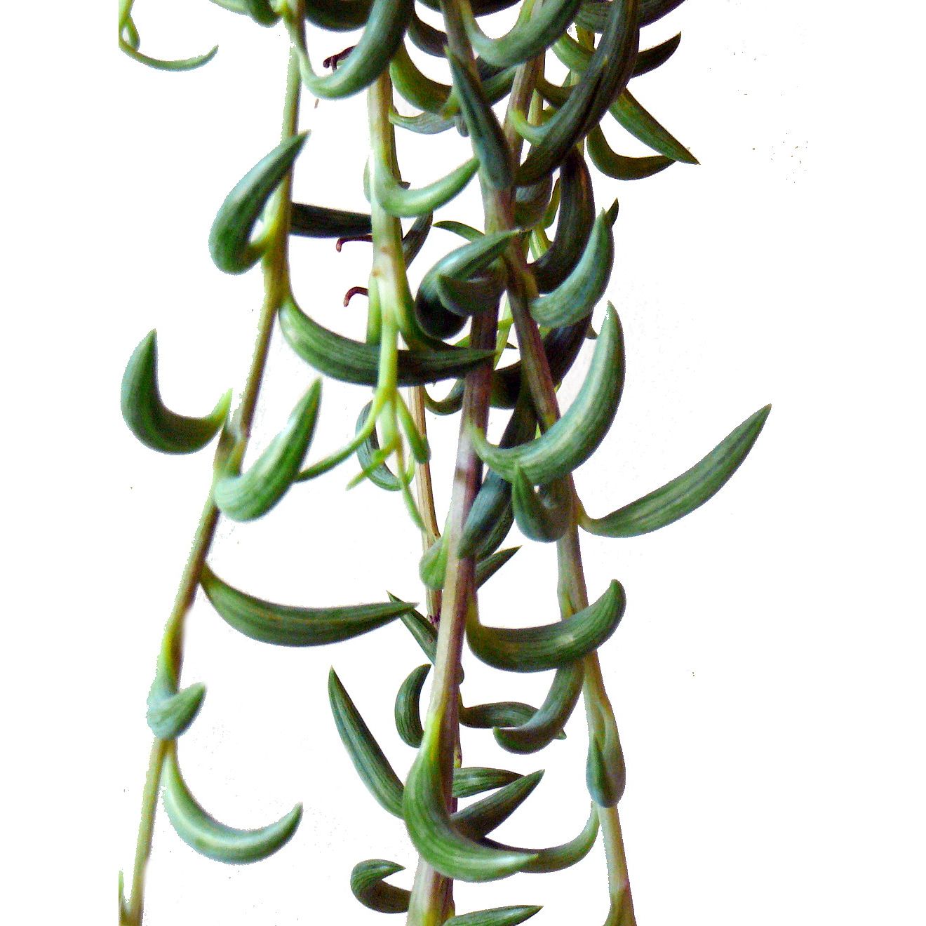 Curio radicans 'String of Fishhook'