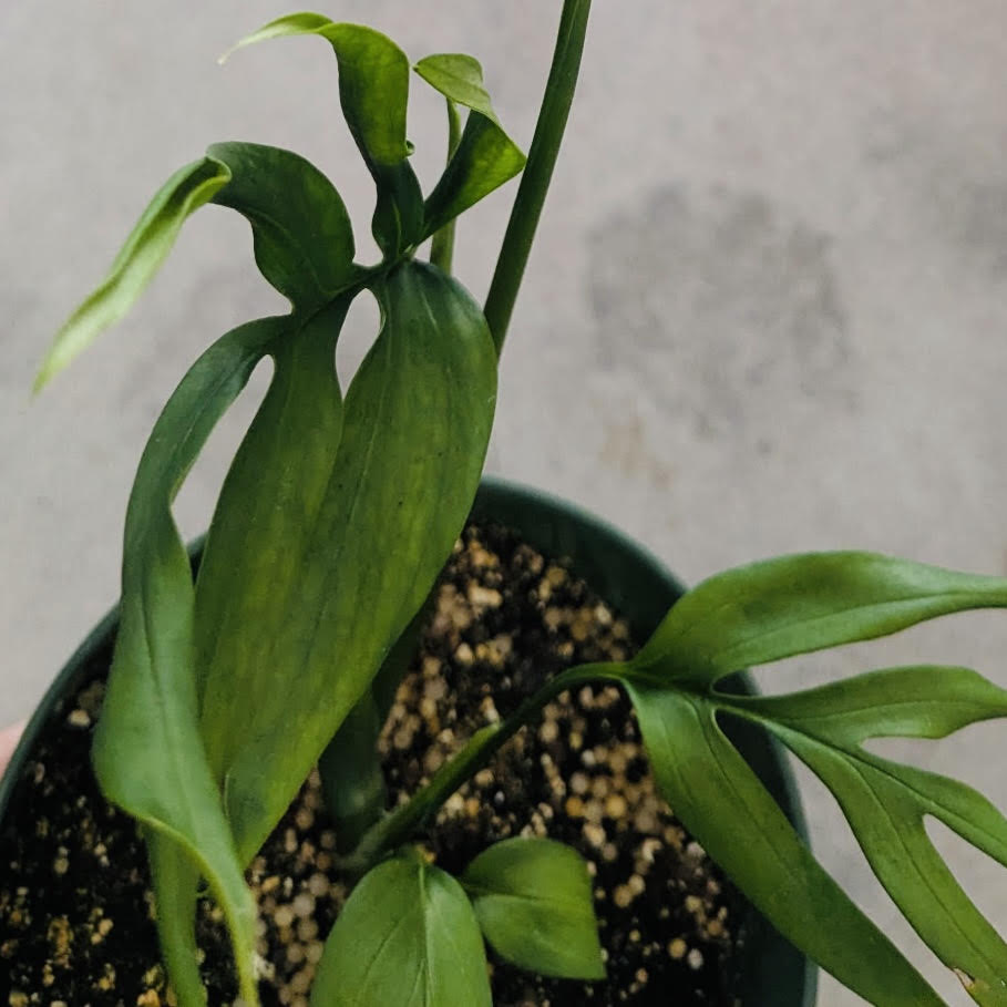Monstera subpinnata