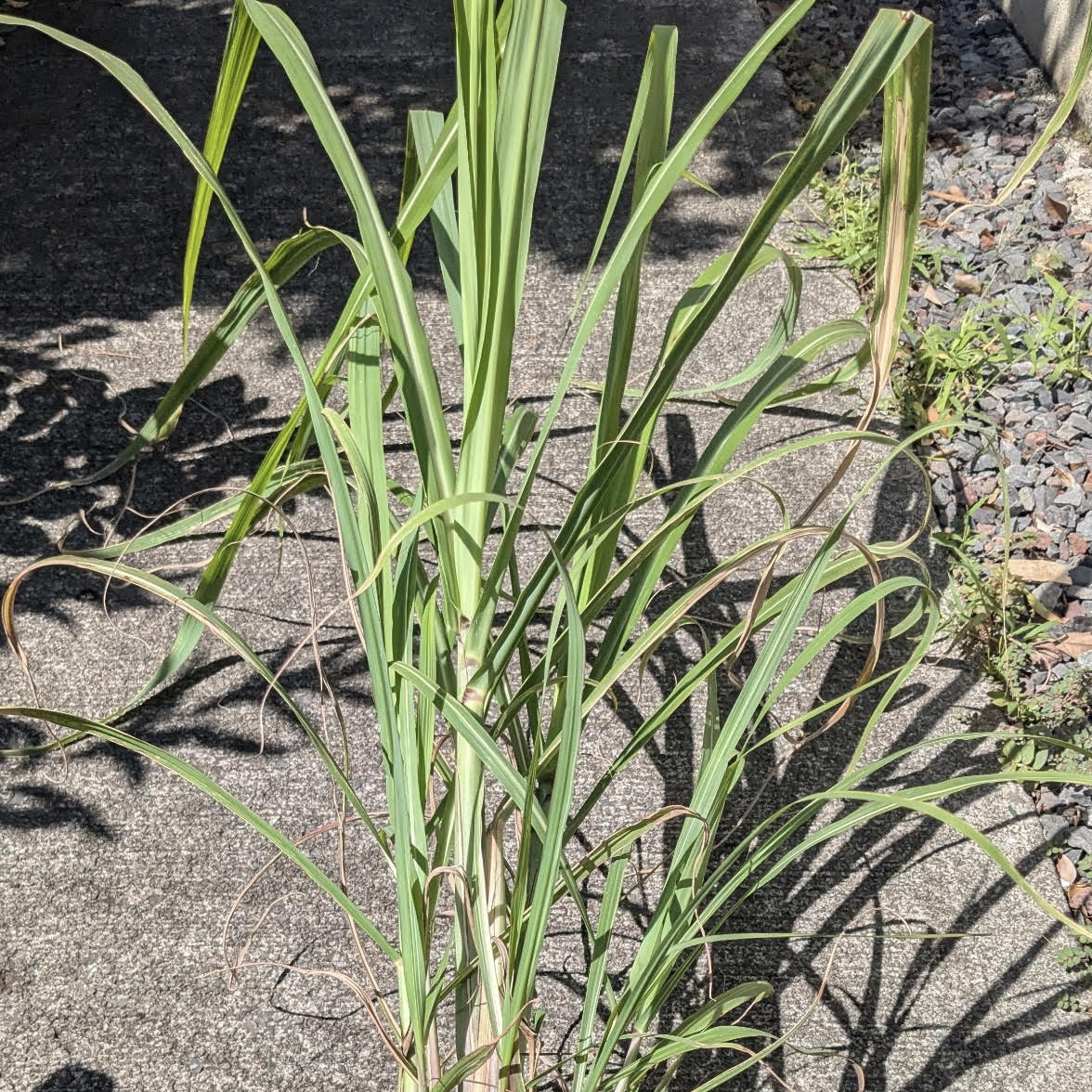 Saccharum officinarum, Ko (honua 'ula), "Sugarcane"