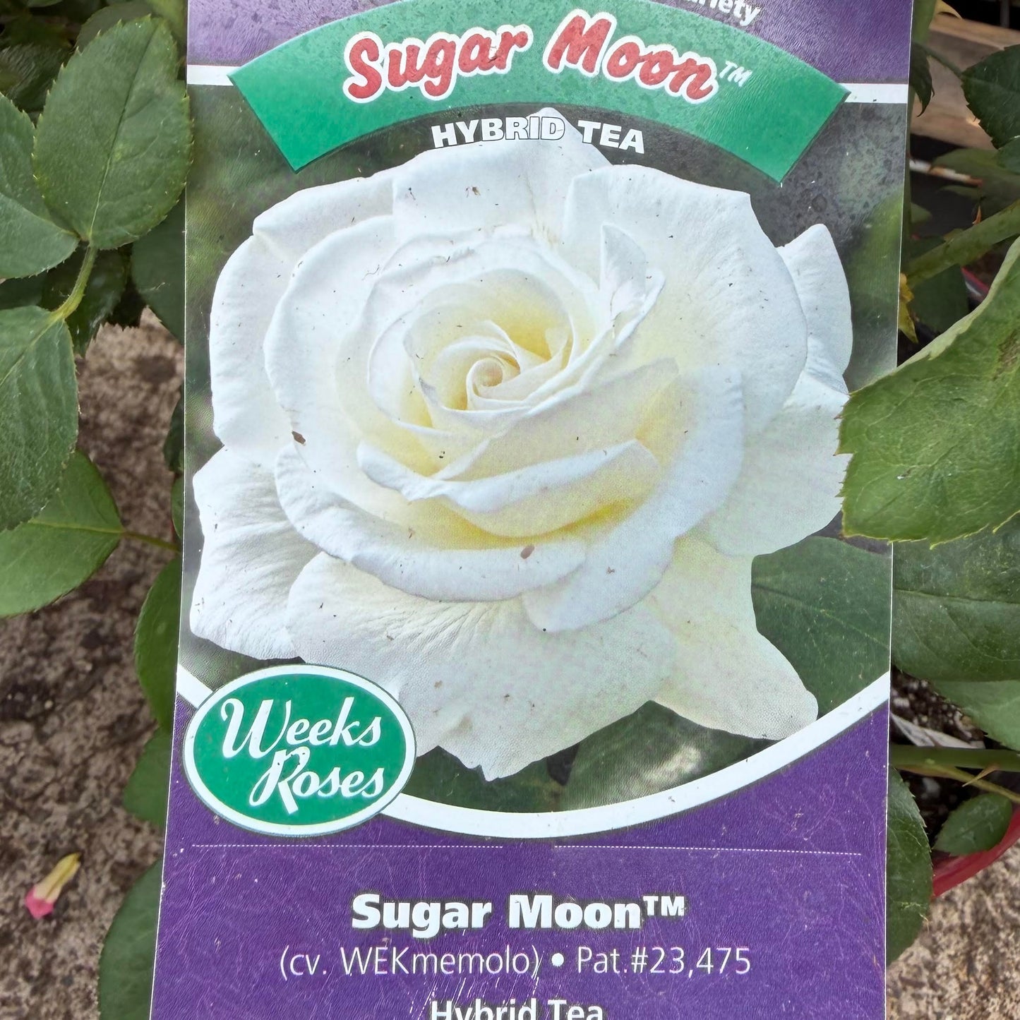 Hybrid Tea Tree Rose Bush 'Sugar Moon'